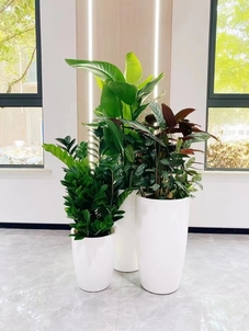 专业绿化养护，看宁波江北如何扮靓城市家园